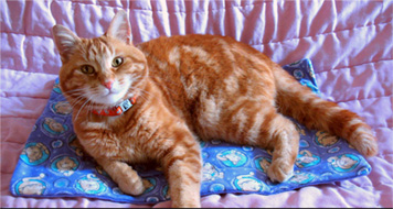 Cat on catnip mat